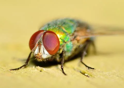Green bottlefly Foto stock