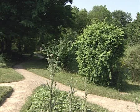 Green boulevard Stock Footage 10718055