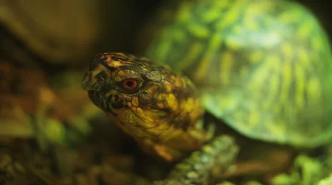 Green box turtle turtle 4 Video stock 40804888
