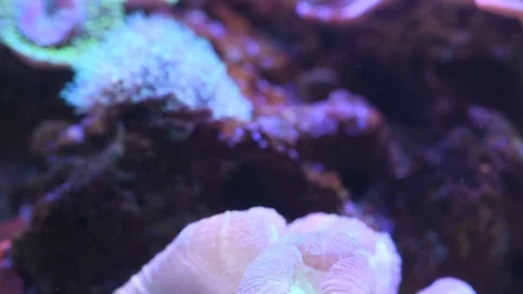 Green brain coral Stock Footage 87064626