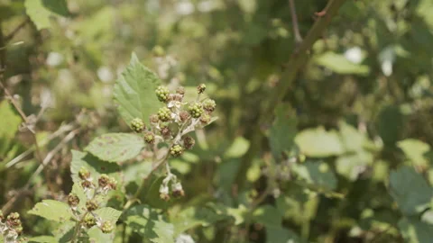 Green brambles of fruit 4K close-up video Stock Footage 162976817