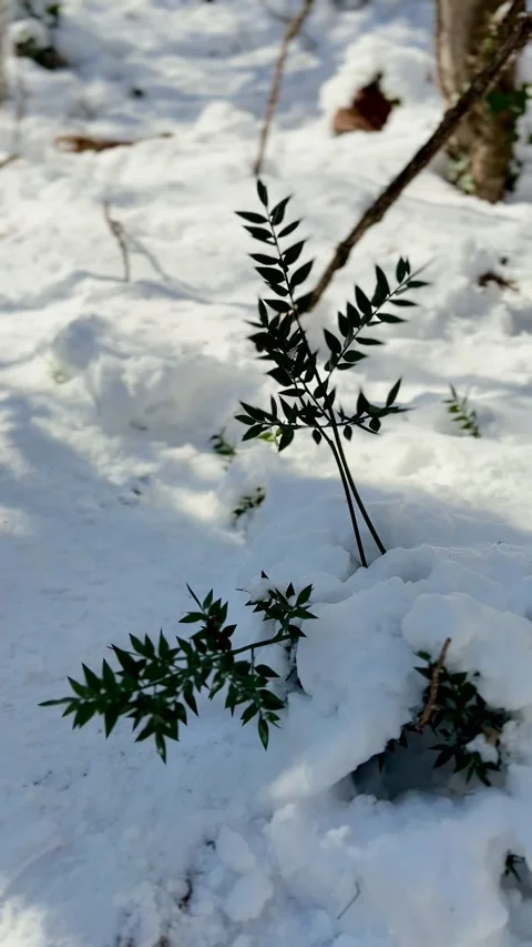 Green branch against white snow Stock Footage 302762853