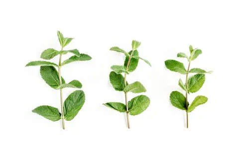 Green branch and leaf Mint isolated on white background. Set of peppermint. Mint Stock Photos