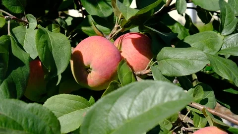 Green branch of apple tree with leaves and red ripe fruits apples in the garden. Stock Footage 237430259