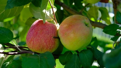 Green branch of apple tree with leaves and red ripe fruits apples in the garden. Stock Footage 237430657