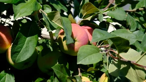 Green branch of apple tree with leaves and red ripe fruits apples in the garden. Stock Footage 237430679