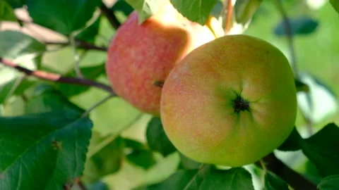 Green branch of apple tree with leaves and red ripe fruits apples in the garden. Stock Footage 237430843