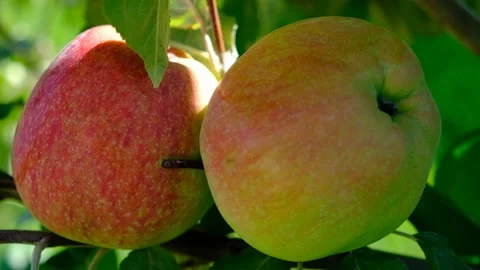 Green branch of apple tree with leaves and red ripe fruits apples in the garden. Stock Footage 237431067