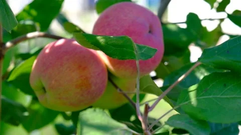 Green branch of apple tree with leaves and red ripe fruits apples in the garden. Stock Footage 237431205