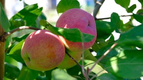 Green branch of apple tree with leaves and red ripe fruits apples in the garden. Stock Footage 237431295