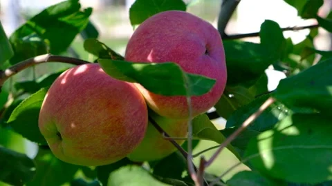 Green branch of apple tree with leaves and red ripe fruits apples in the garden. Stock Footage 237437449