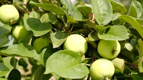 Green branch of apple tree with leaves and ripe fruits apples in the garden.  Stock-Footage 280551714