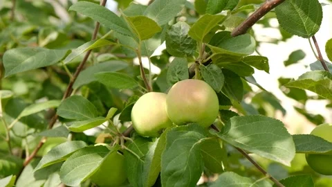 Green branch of apple tree with leaves and ripe fruits apples in the garden.  Stock-Footage 280551718