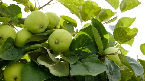 Green branch of apple tree with leaves and ripe fruits apples in the garden.  Stock-Footage 280551722