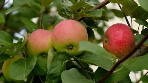 Green branch of apple tree with leaves and red ripe fruits apples in the garden. Vidéo 284429571