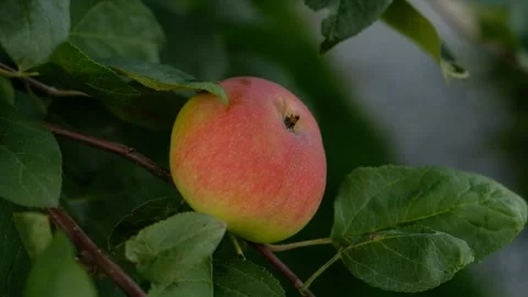 Green branch of apple tree with leaves and red ripe fruits apples in the garden. Stock Footage 284429576