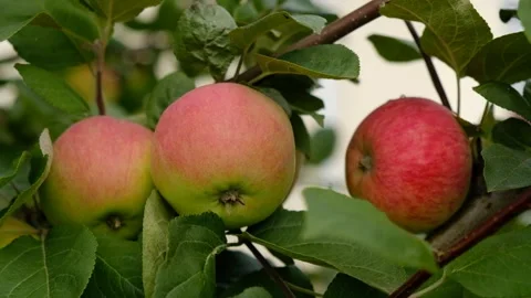 Green branch of apple tree with leaves and red ripe fruits apples in the garden. Stock Footage 284429586