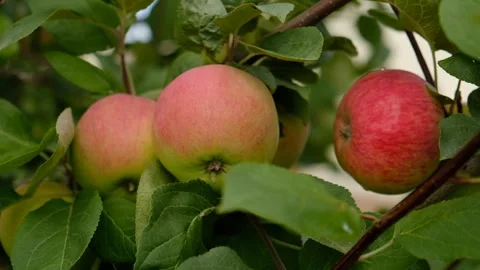 Green branch of apple tree with leaves and red ripe fruits apples in the garden. Stock Footage 284429593