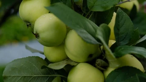 Green branch of apple tree with leaves and ripe fruits apples in the garden Stock Footage 284429612