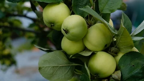 Green branch of apple tree with leaves and ripe fruits apples in the garden Stock Footage 284429619