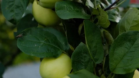Green branch of apple tree with leaves and ripe fruits apples in the garden Stock Footage 284429622