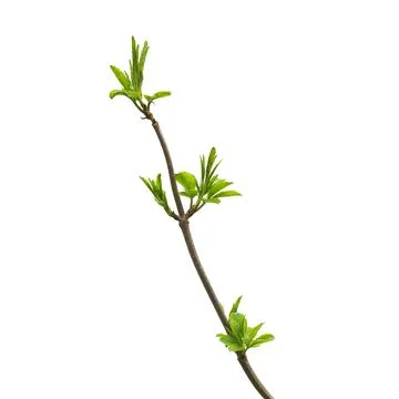 Green branch of an ash tree with budding young leaves isolated on a white bac Foto stock