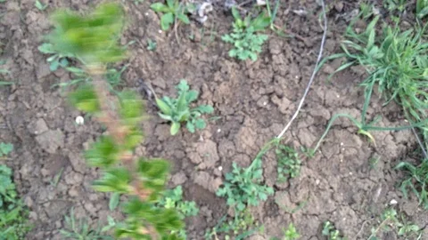Green branch of Black Currant in the wind - Crimea spring Stockbeeldmateriaal 89324190