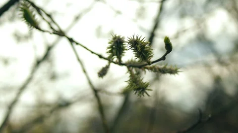 Green branch with bokeh background Stock Footage 128911274