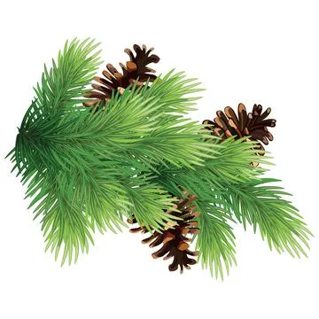 Green branch of a Christmas tree / pine with cones.Isolated without shadow. 스톡 일러스트