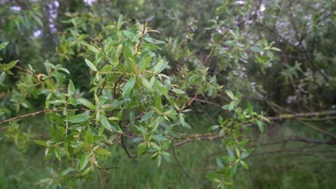 Green branch close-up on the background of the river. Stock Footage 171413266