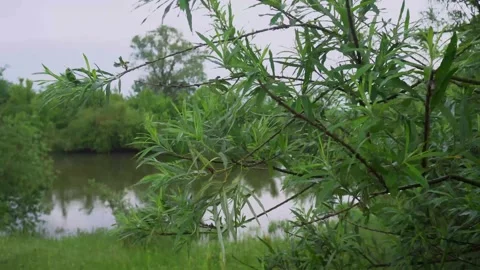 Green branch close-up on the background of water. Stock Footage 171409655