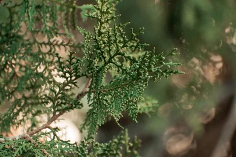 Green branch close up Stock Photos