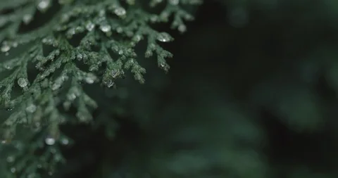 Green branch closeup Video stock 87917409