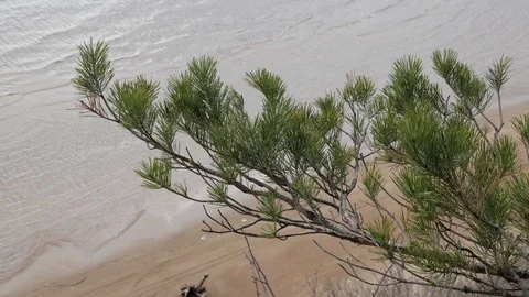 The green branch of the conifer sways in the wind against the background of Stock Footage 128804901