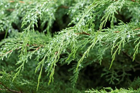 Green Branch of a Conifer Tree Stock Photos