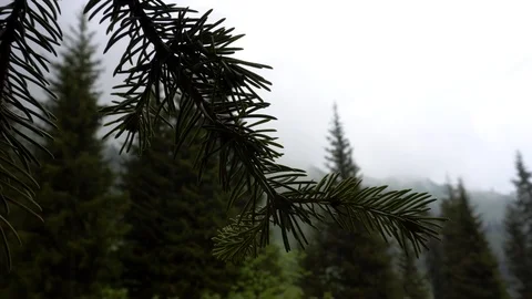 Green branch of a coniferous tree. In the background you can see the sky, clouds Stock Footage 111330824