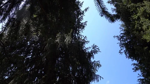 Green branch of a coniferous tree. In the background you can see the sky, clouds Video stock 111330861