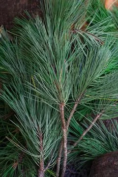 Green branch of a coniferous tree Stock Photos