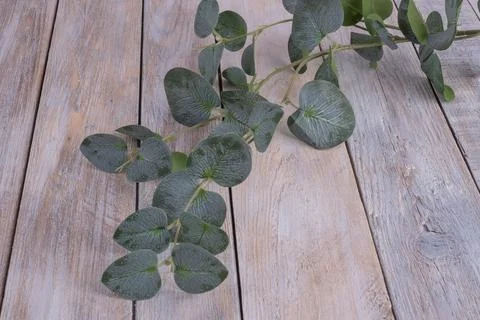 Green branch of eucalyptus Stock Photos