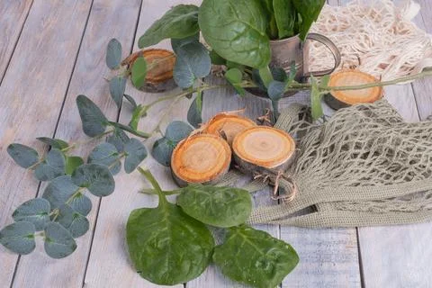 Green branch of eucalyptus Stock Photos