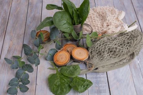Green branch of eucalyptus Stock Photos