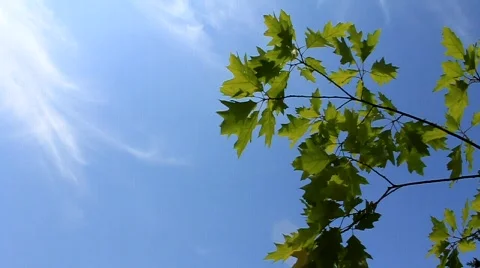 Green branch Stock Footage 634334