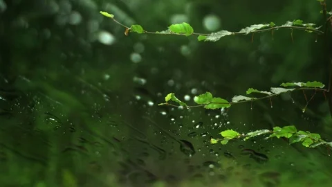 A green branch in the forest is dancing in the rain. Rain falls on a glass pl Stock Footage 112827117