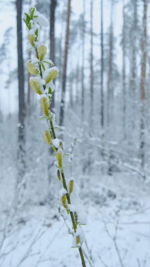Green branch in the forest Stock Footage 196834973