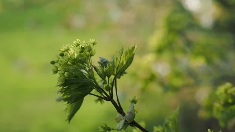 Green branch in the  forest Stock Footage 254481078