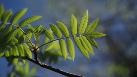 Green branch in the  forest Stock Footage 254482237