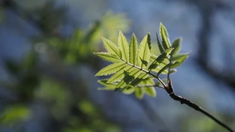 Green branch in the  forest Stock Footage 254482310