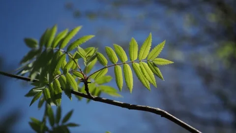 Green branch in the  forest Stock Footage 254482421