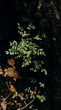 A green branch grows from the bark of a tree in the autumn forest. Natural ba Stock Photos