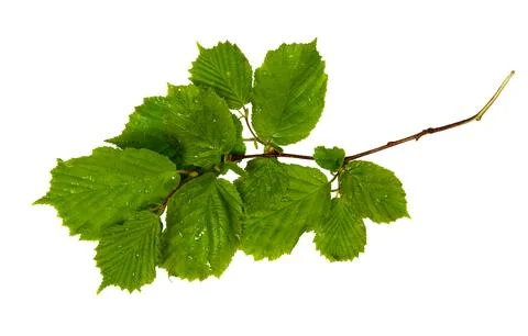 Green branch of hazel isolated on white background. Spring tender foliage for Stock Photos